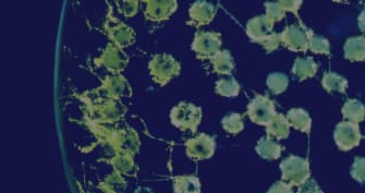 ABODYBUILDER3 LANGUAGE