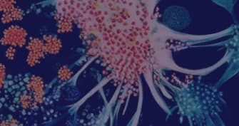 BIOLM-ABLEF