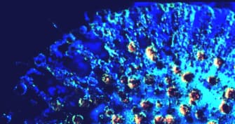 BIOLMSOL